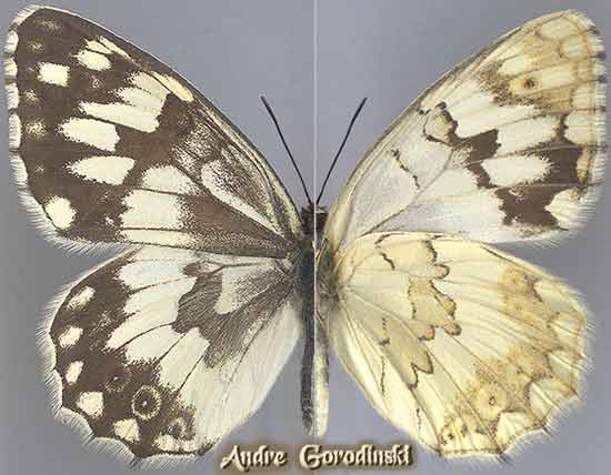 http://www.gorodinski.ru/satyridae/Melanargia hylata.jpg